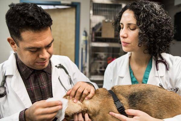 Dr. Zamora (left) and Dr. Porfido (right)