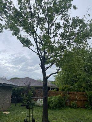 Damaged tree left with open wounds 4 days