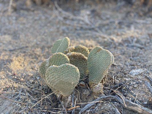 Heart shaped cactus