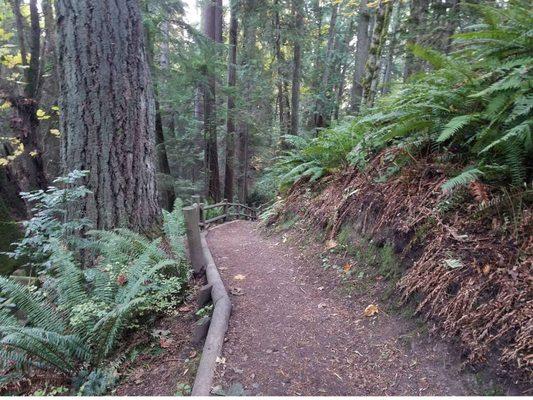 Trail looking South