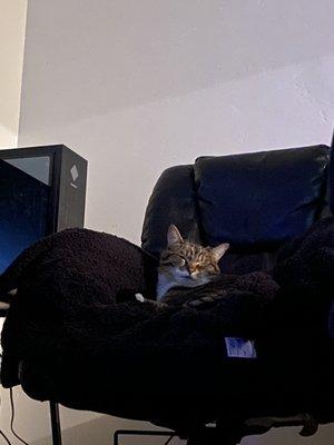 Peacefully resting in his favorite chair after his life was saved by the wonderful team at Boise animal health and urgent care.