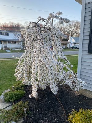 A beautiful weeping fountain cherry installed.