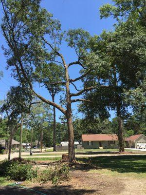 This is our live oak. I have always admired the ones in Old Mandeville. I had no idea we had one of our own. Now, it can thrive!