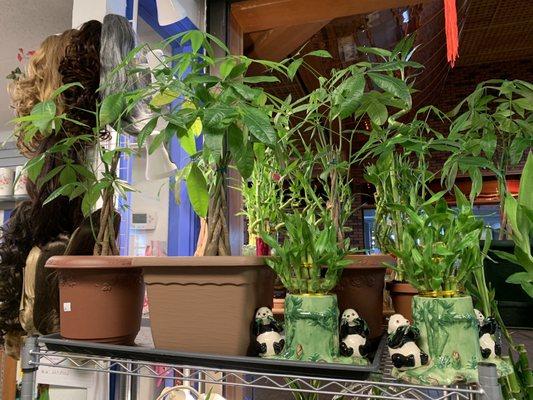 Different planters and types of plant's available.