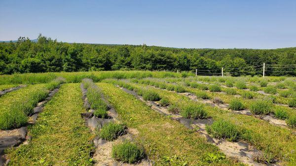 Lavender Field