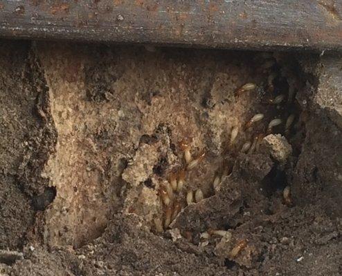 Termite services