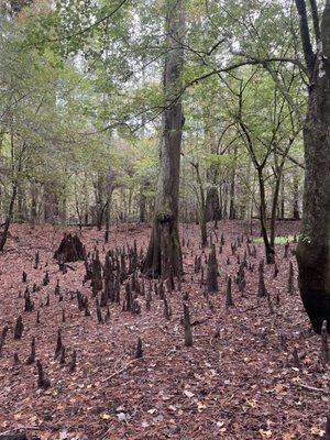 Big thicket, near turkey creek