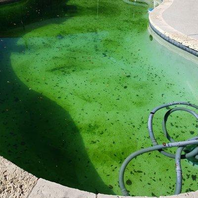 Spring showers are great for the lawn but not your pool if you are experiencing "Spring Green" in your pool give No Worries Pool Care a call