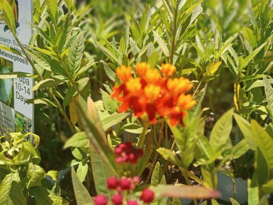 Tropical Milkweed plants