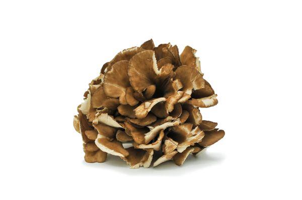 Maitake