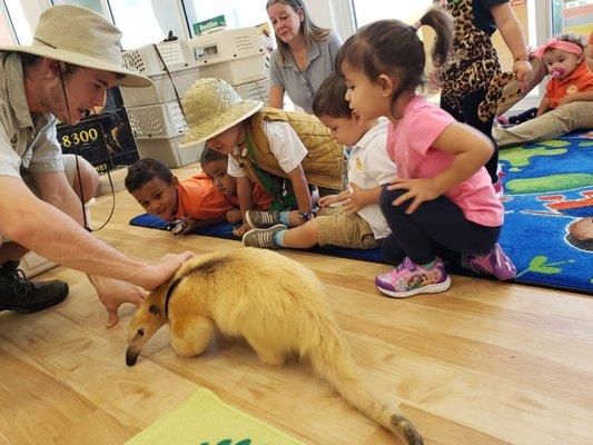 Wild Animal Adventure Show