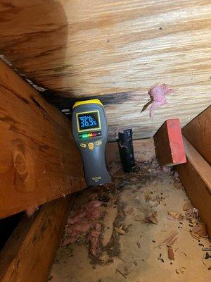 Mold in attic