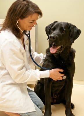 Token Creek Veterinary Clinic