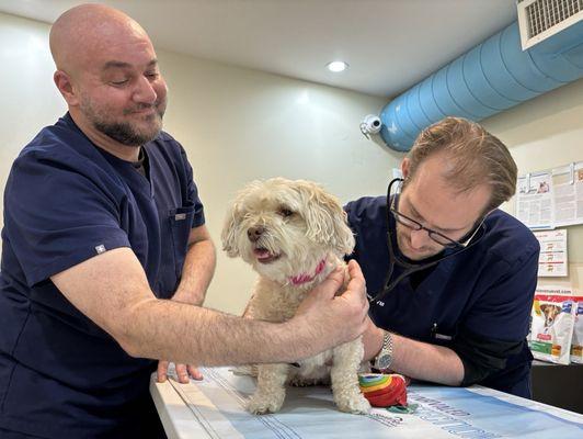 The Village Veterinarian