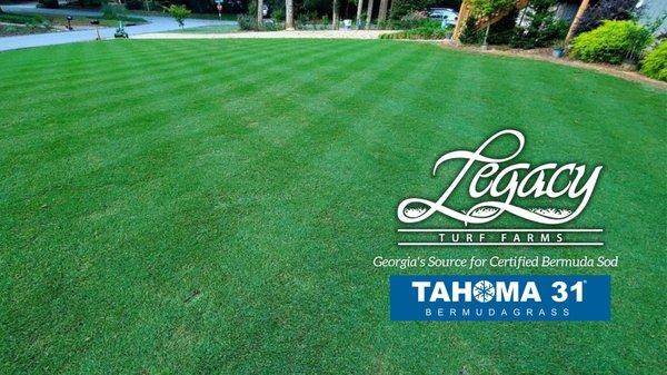 Tahoma 31 Premium Bermuda Sod