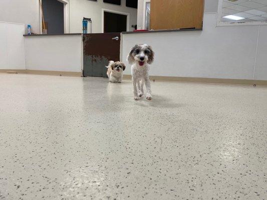 Rosie playing with her friend at Bark Tutor!