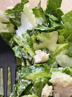 Bug in salad