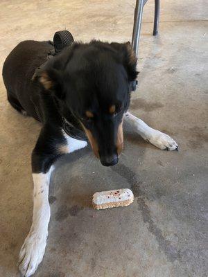 Fresh dog bakery treat!