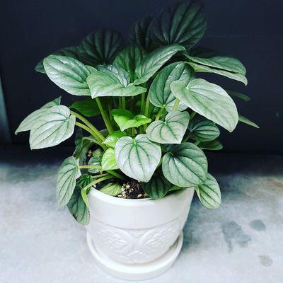 Silver peperomia