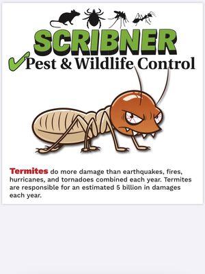 Did you know? Termite