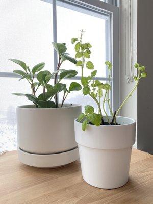 We bought the medium white pot (rubber tree, further from front) & soil for both plants