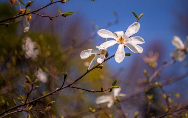 Flores de Otoño