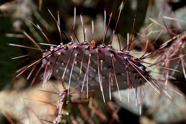 Arizona-Sonora Desert Museum