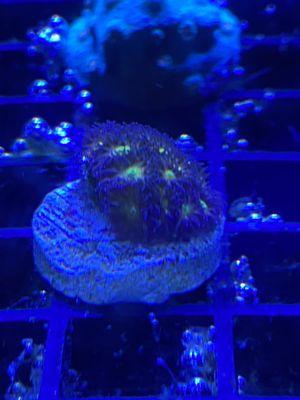 Small frag from one of the coral tanks