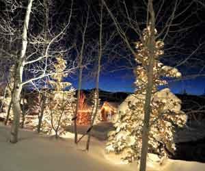 pine trees with lights