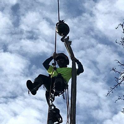 Removal of tree using crane