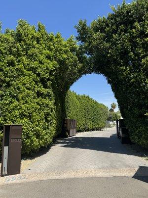 Ficus Hedge and archway trimmed and shaped.  Tree Pruning; Tree Removal; Tree Trimming