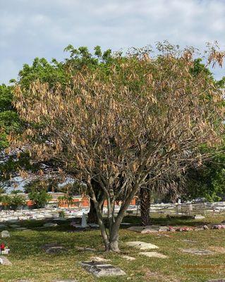 Westview Community Cemetery of Pompano