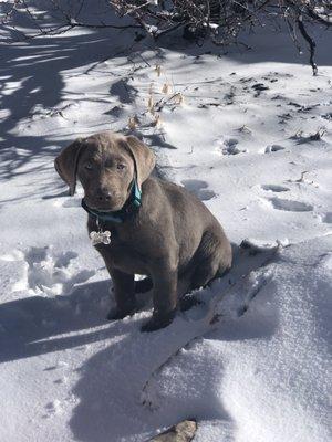 Sadie playing in the snow