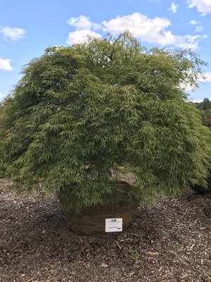 Cut leaf maple