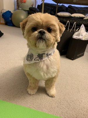 My 3 years old shih tzu groomed by Liz !