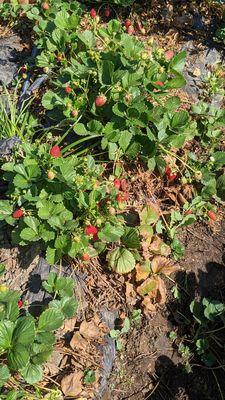 Strawberries on the vine