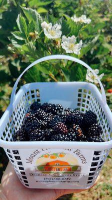 Lots of blackberries