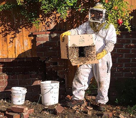 Manuel is capturing all the bees to move them.