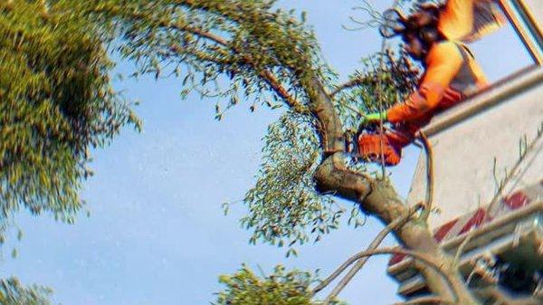 Kostos Tree Service