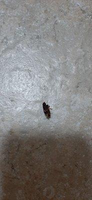 Another bug in shower