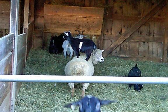 Does this baby goat make my butt look big?