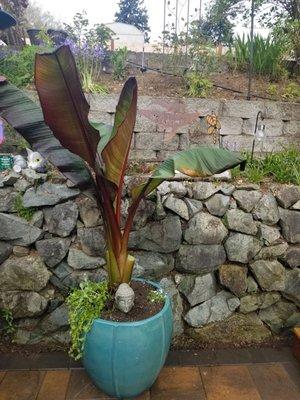 Maurell II Red Abyssinian Banana "Tropical wine-red leaves, grows to 8'  This pot was made for this Banana  -Boom!