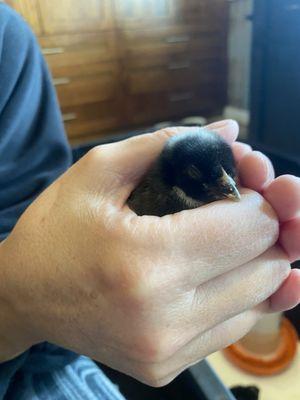 This Barred Rock chick is super friendly!