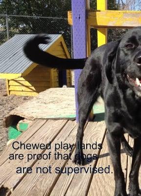 Chewed up play ground equipment is hazardess to dogs