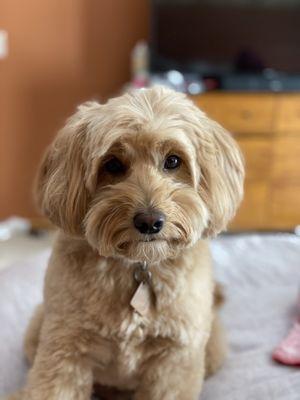 Bumper with his new doo.