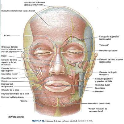 los massajes faciales y craneales ,le puede ayudar el los riesgos de paralicis facial