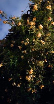 The yellow bells went crazy, from like a 15" sprig, to the top of the house in 6 months! The flowers look bleached from the cold.