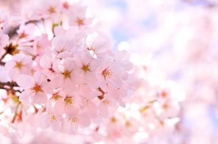 Sakura is named after Cherry blossom, the national flower of Japan.