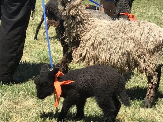 Lamb in the parade