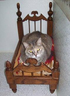 A four poster bed fit for feline royalty!